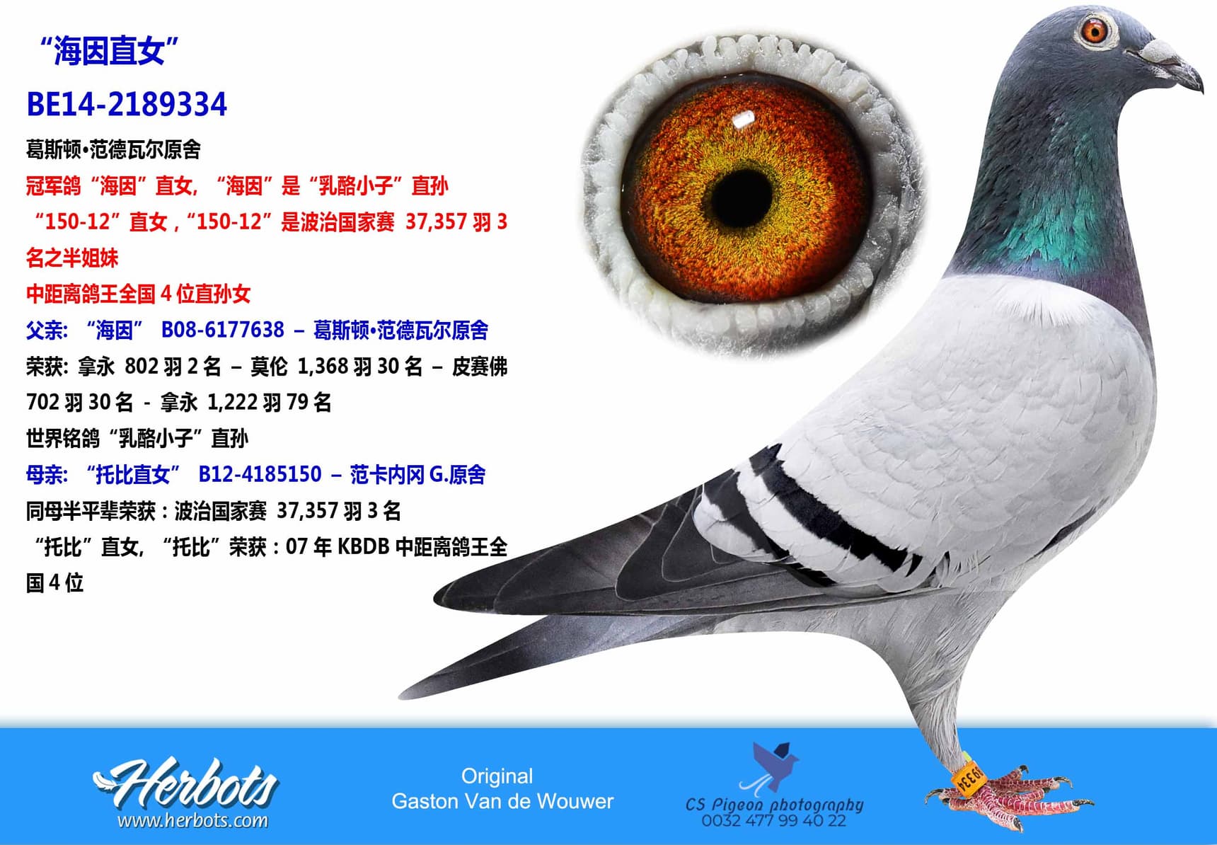 pigeon: “海因直女”