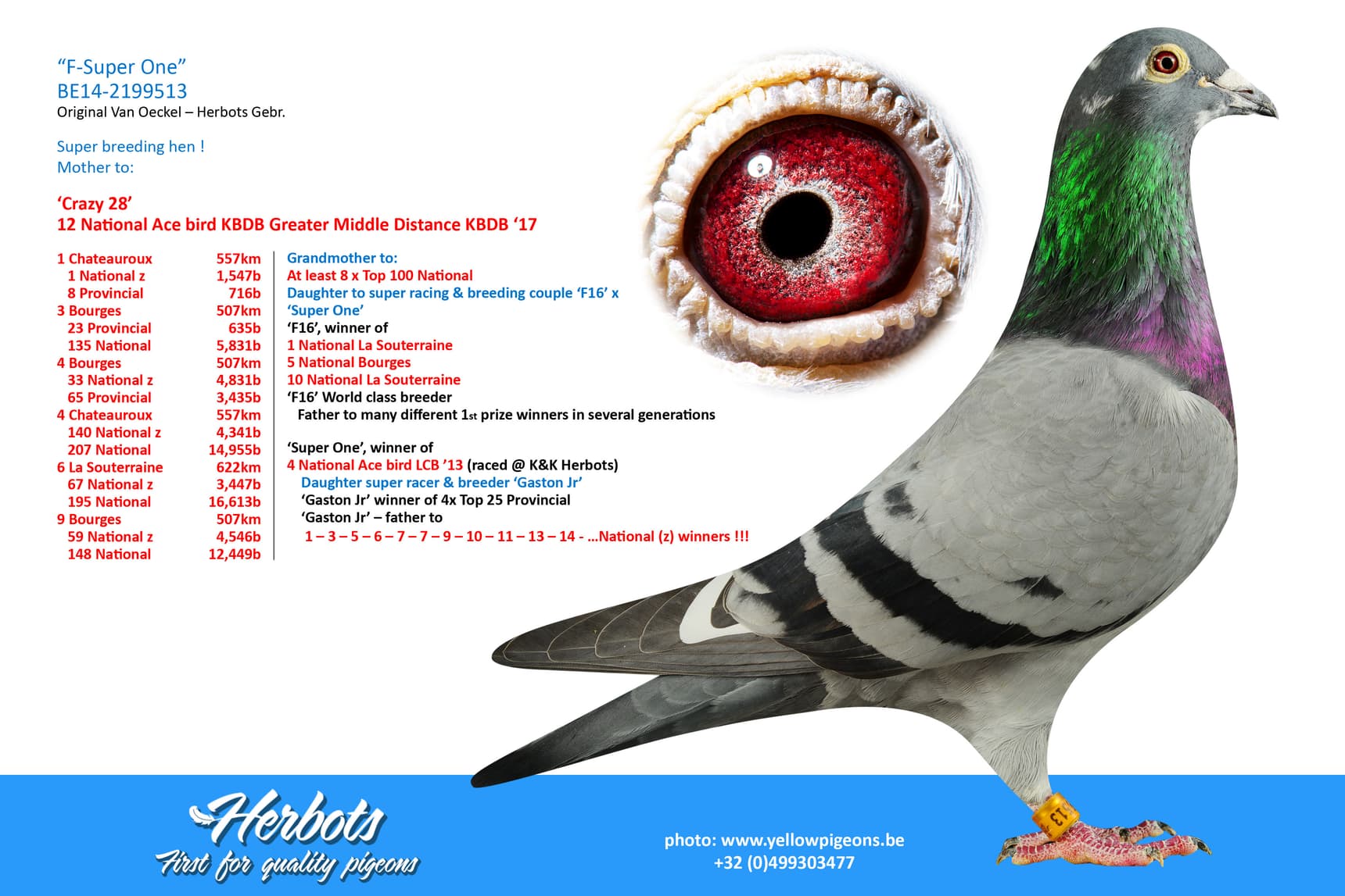pigeon: undefined