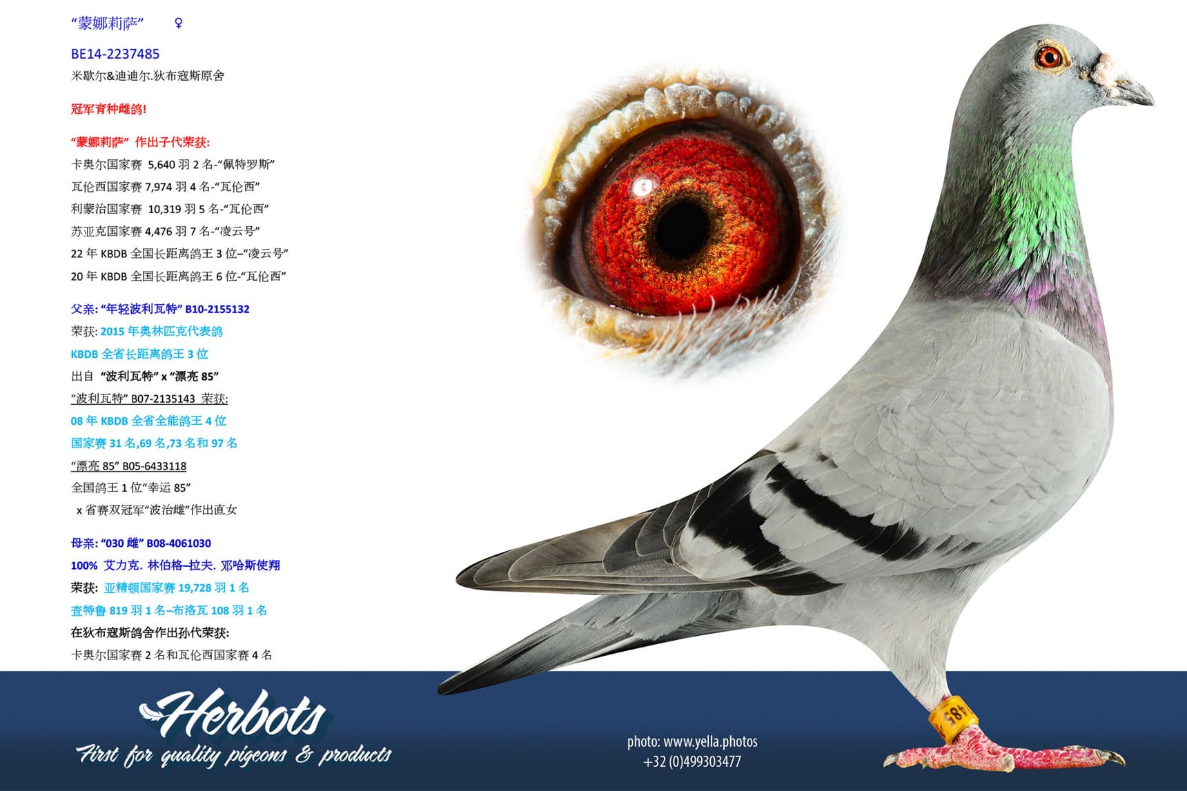pigeon: undefined