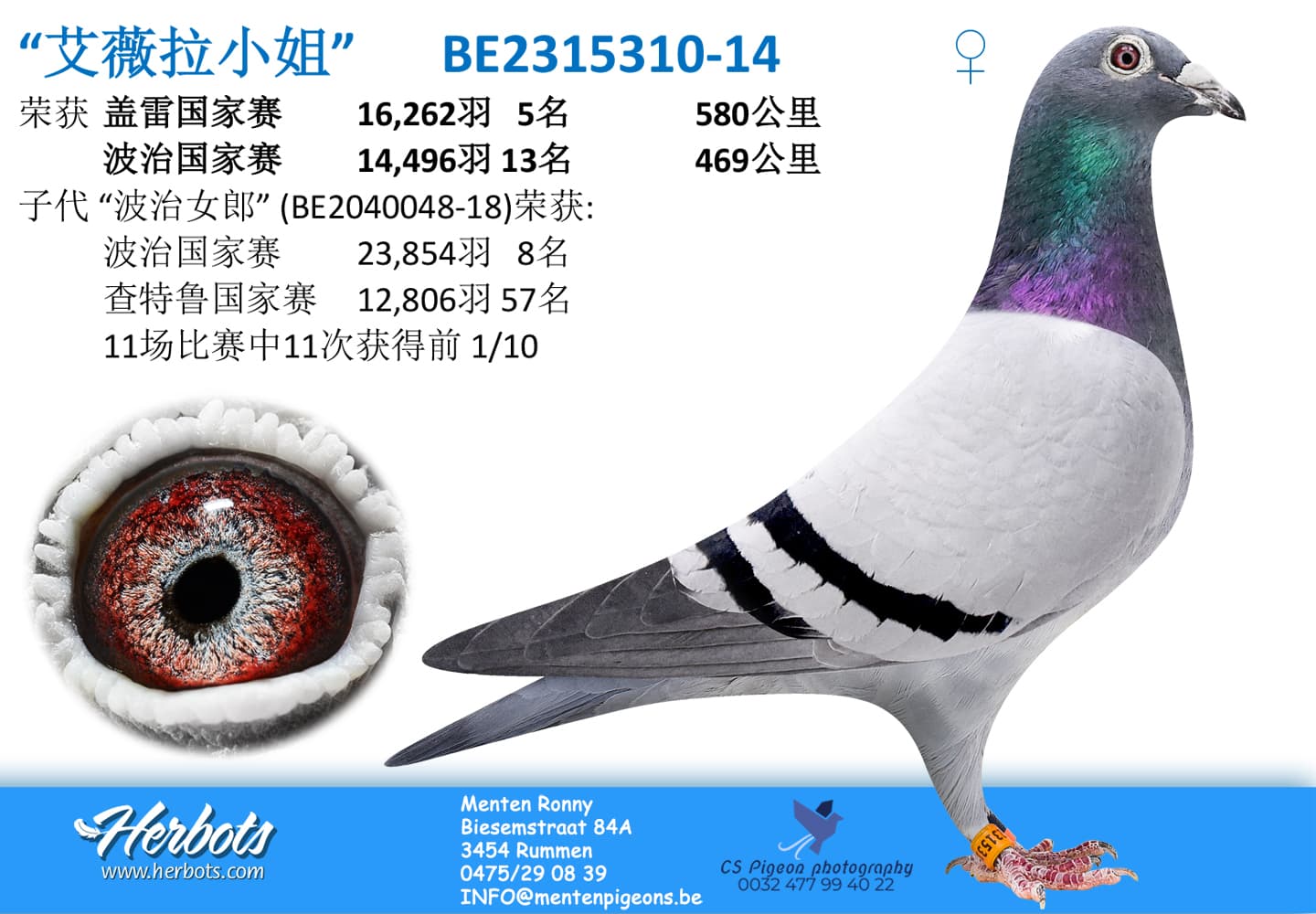 pigeon: undefined