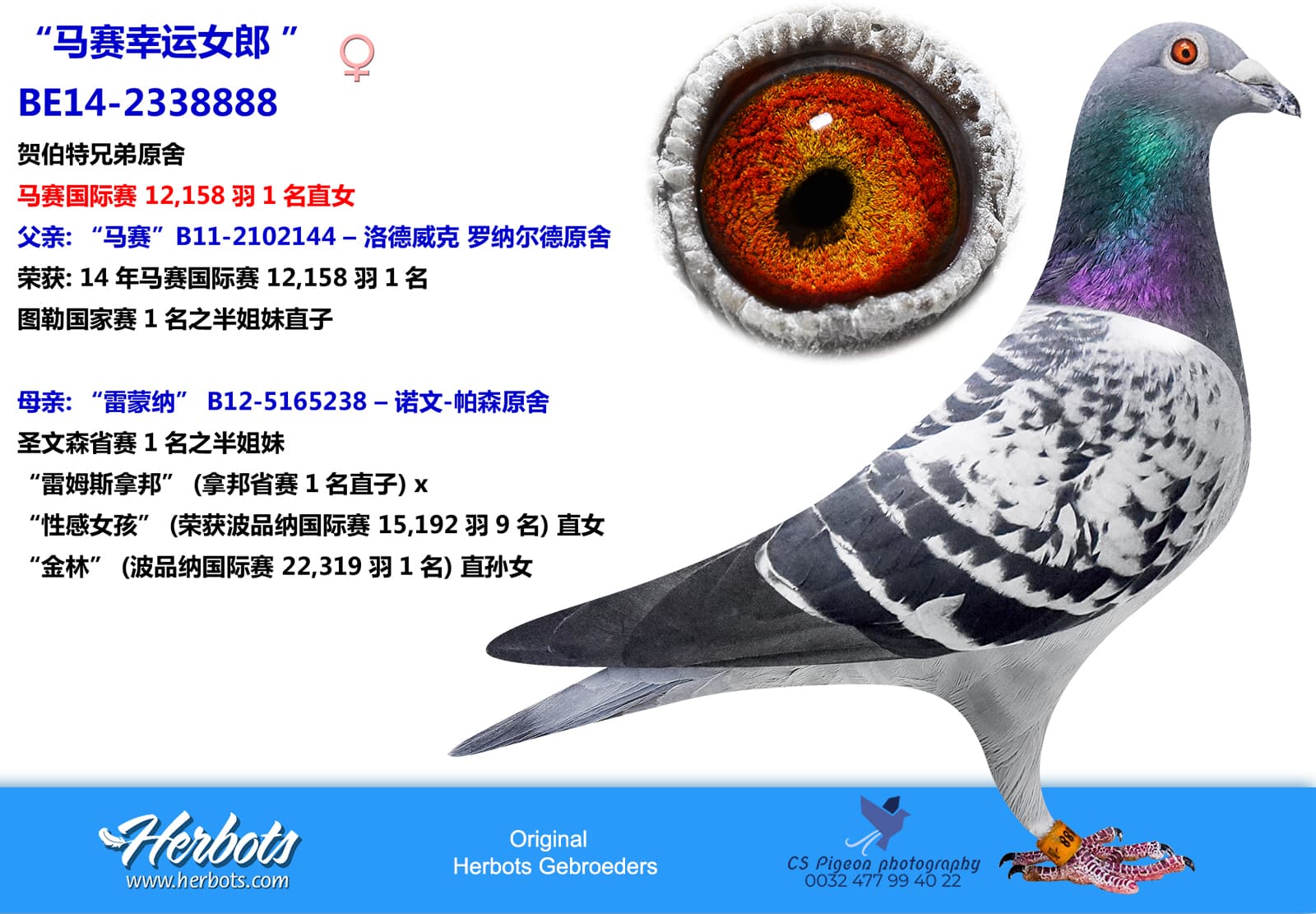 pigeon: 马塞国际赛12158羽1名直女