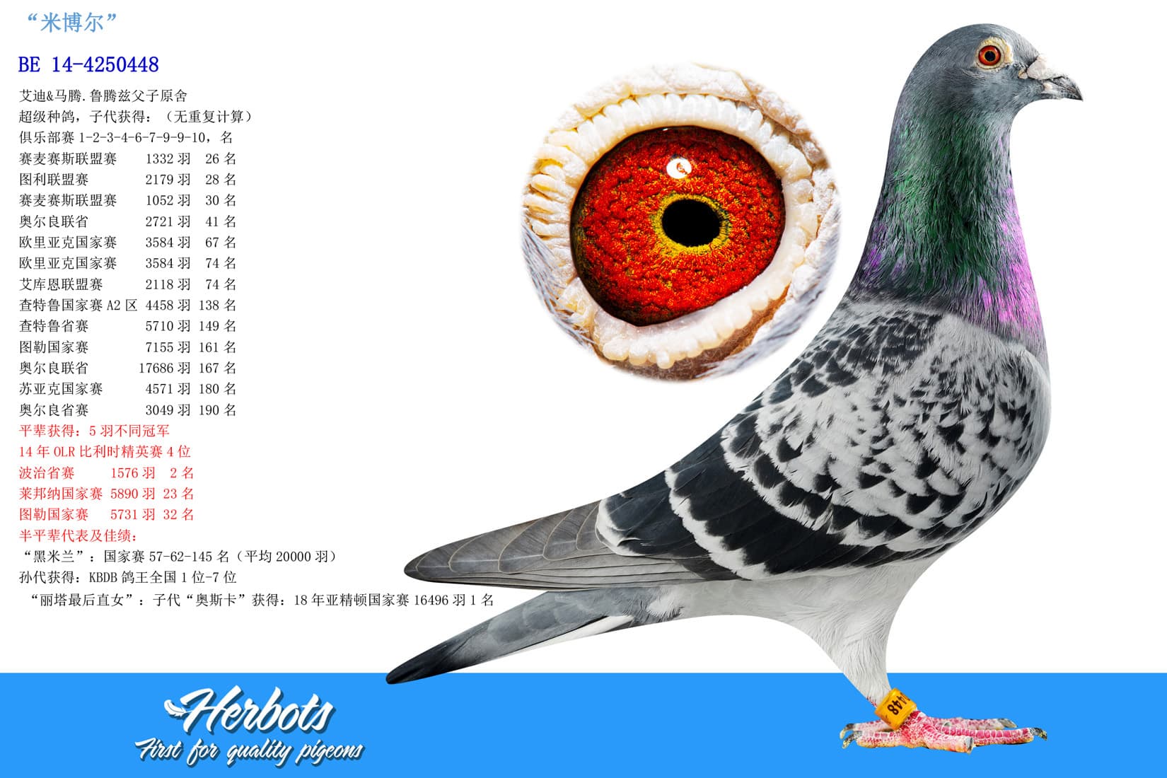 pigeon: undefined