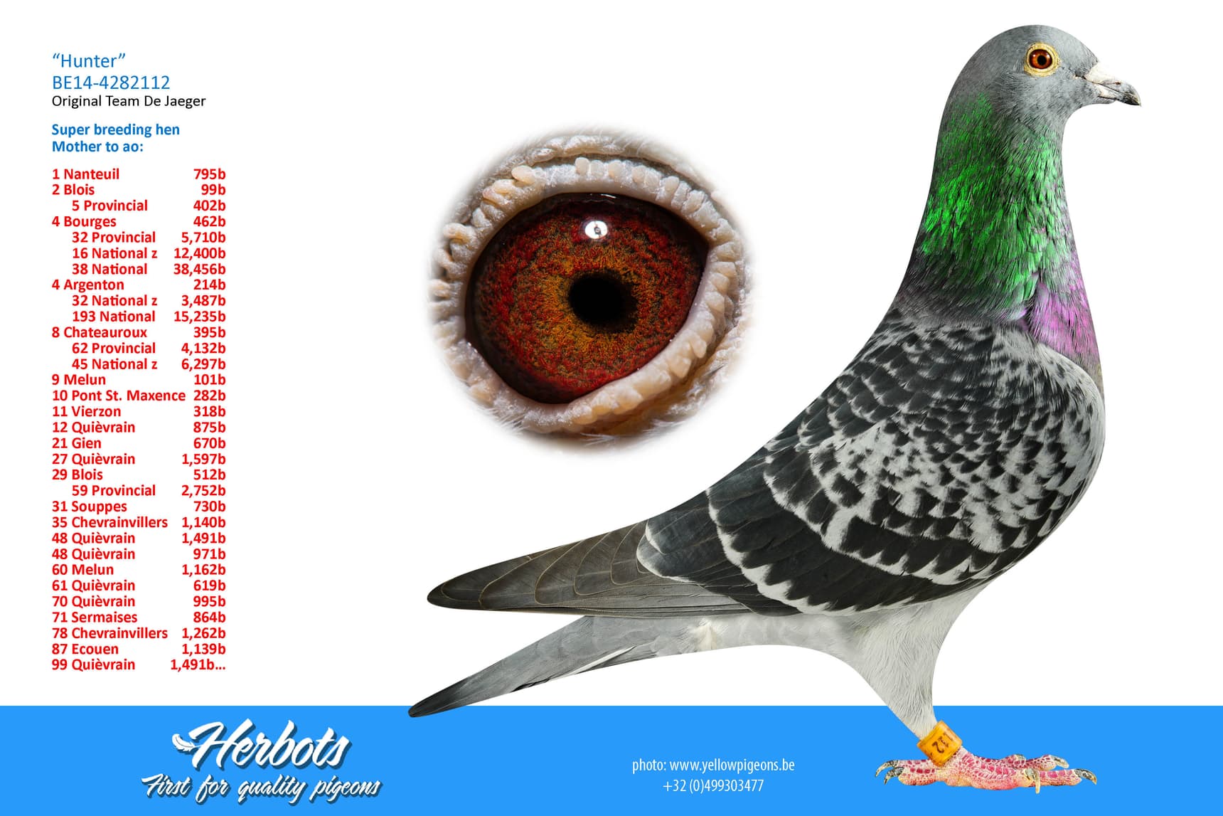 pigeon: undefined
