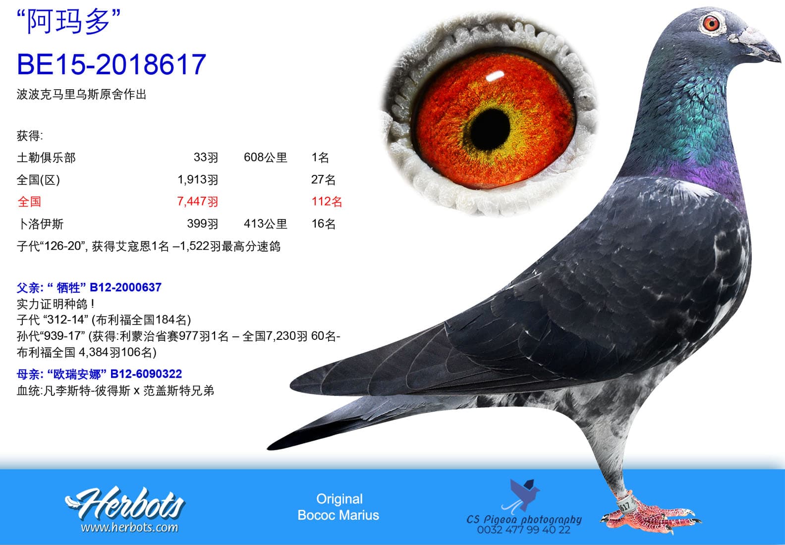 pigeon: undefined