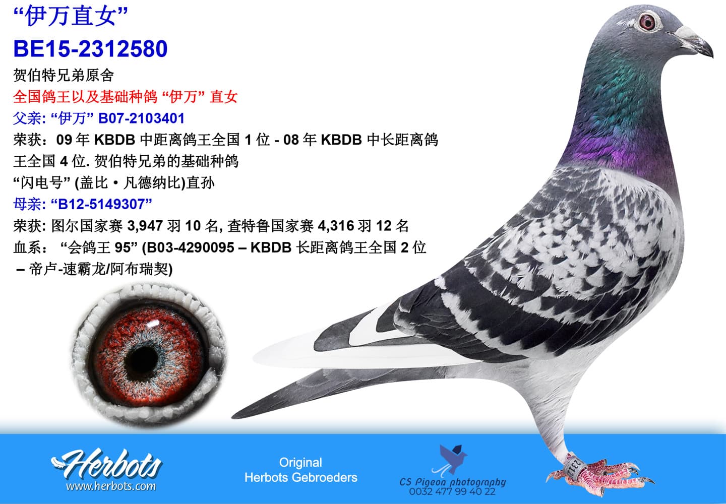 pigeon: undefined