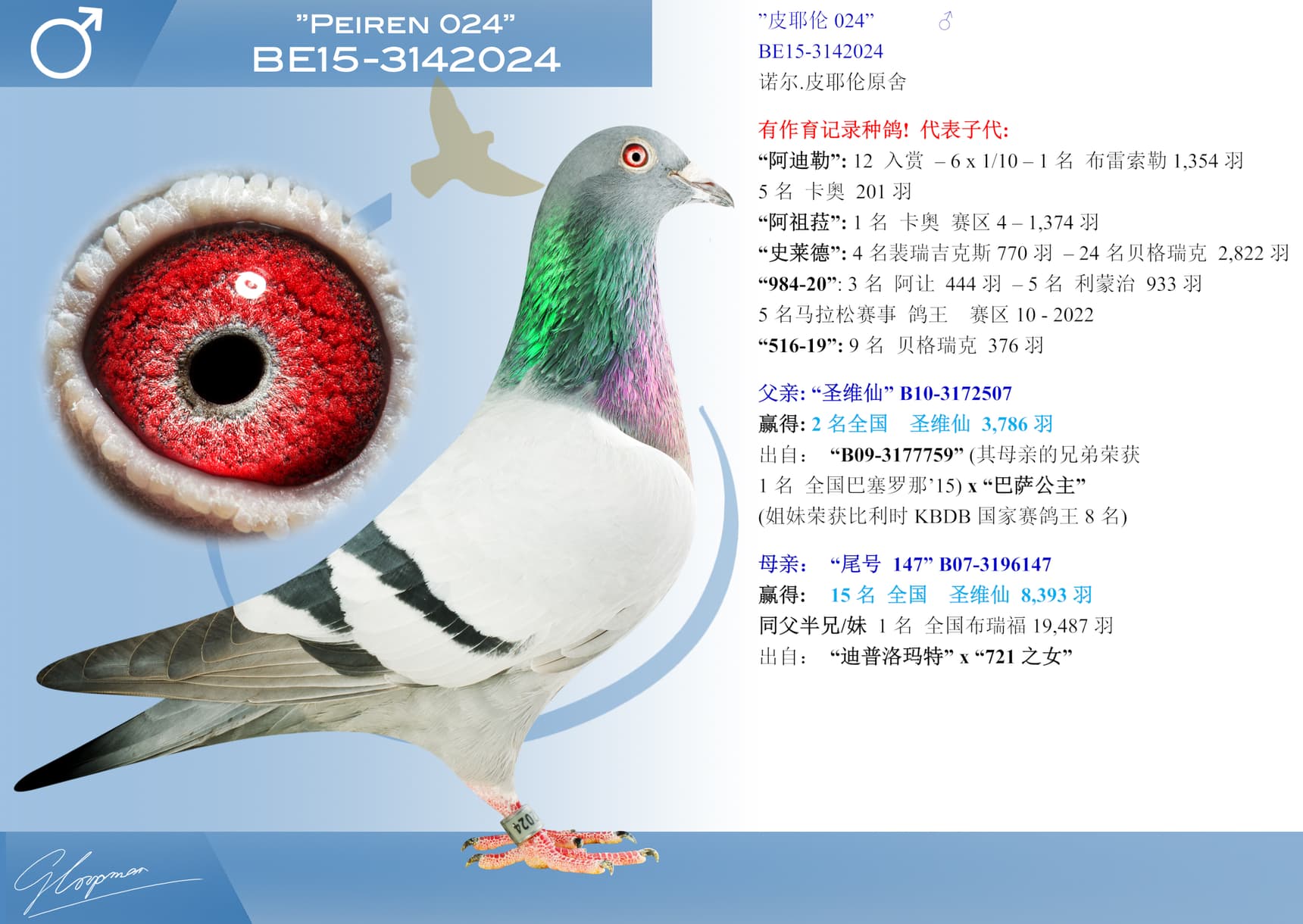 pigeon: undefined