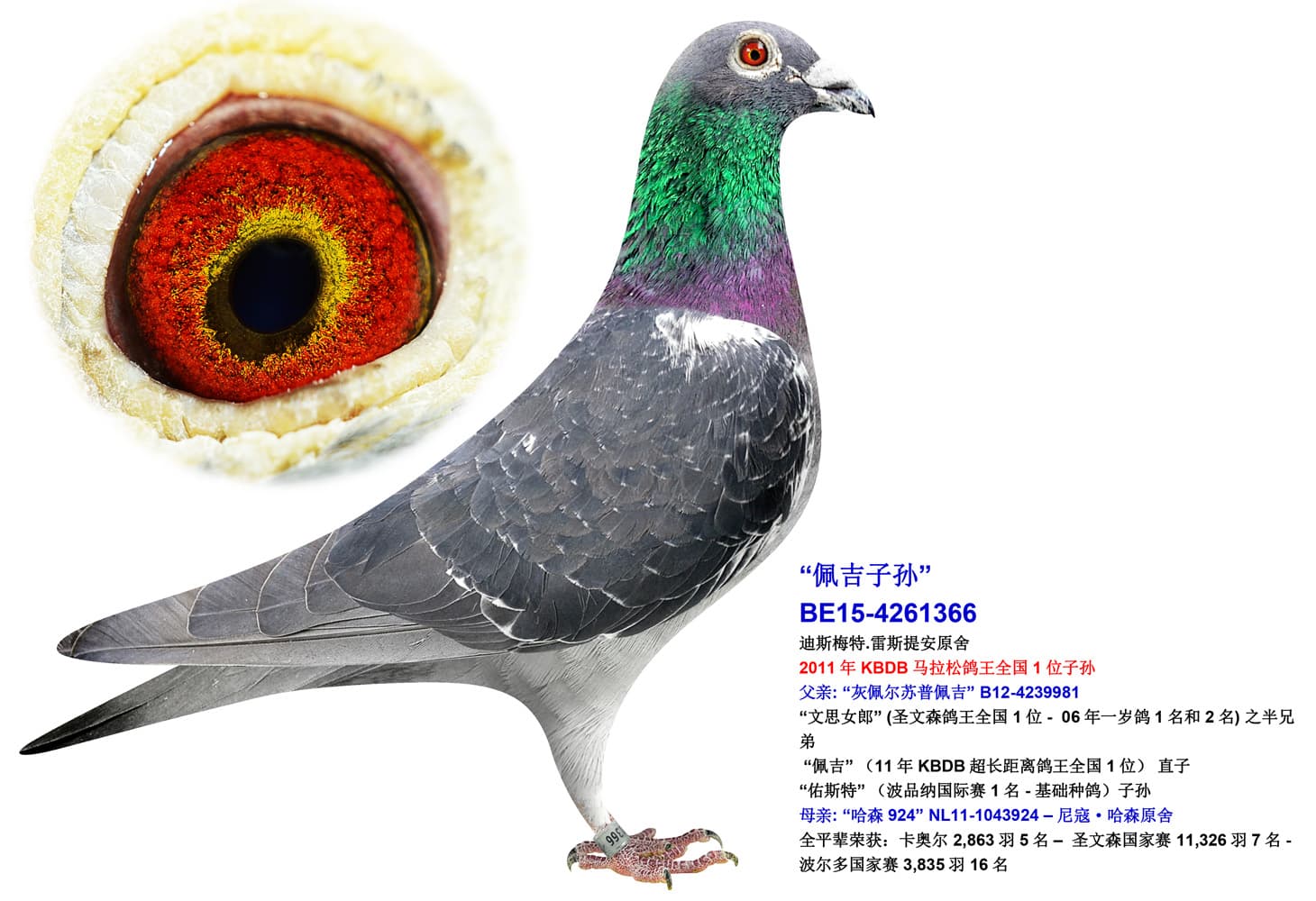 pigeon: undefined