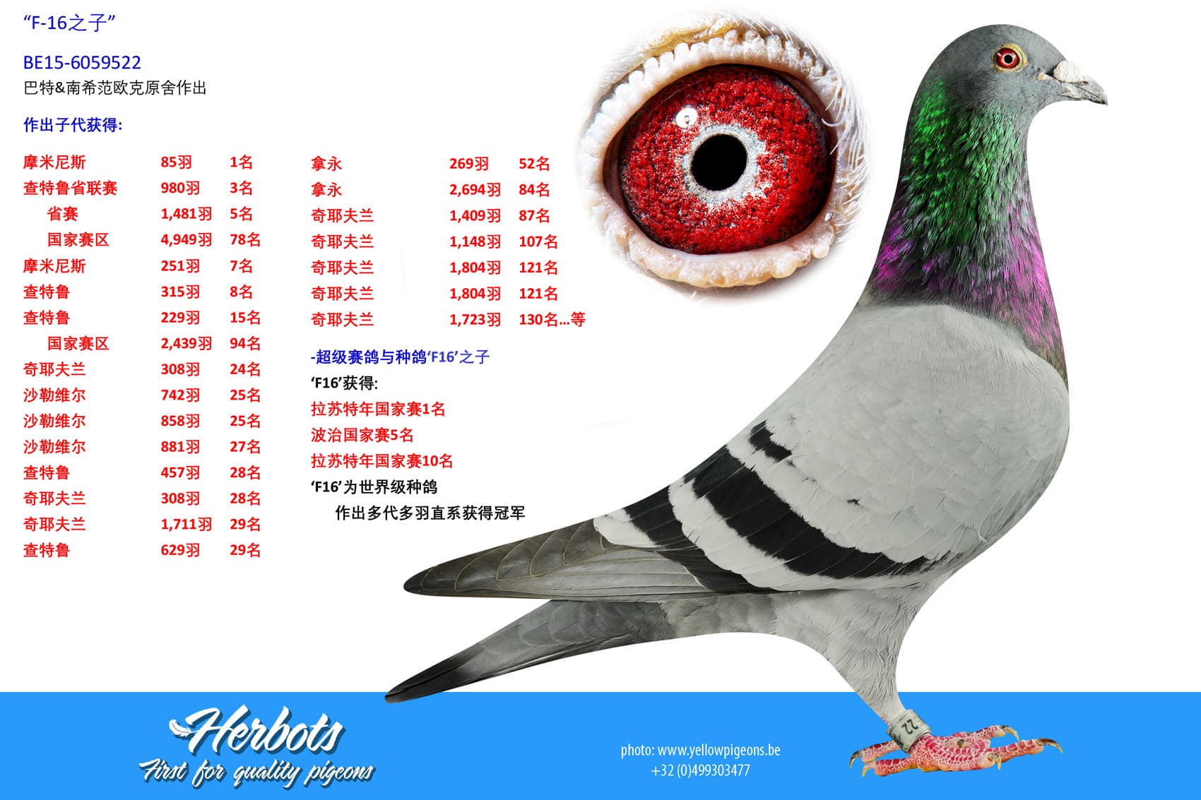 pigeon: undefined