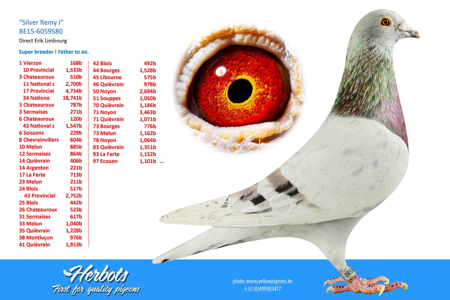 pigeon: undefined