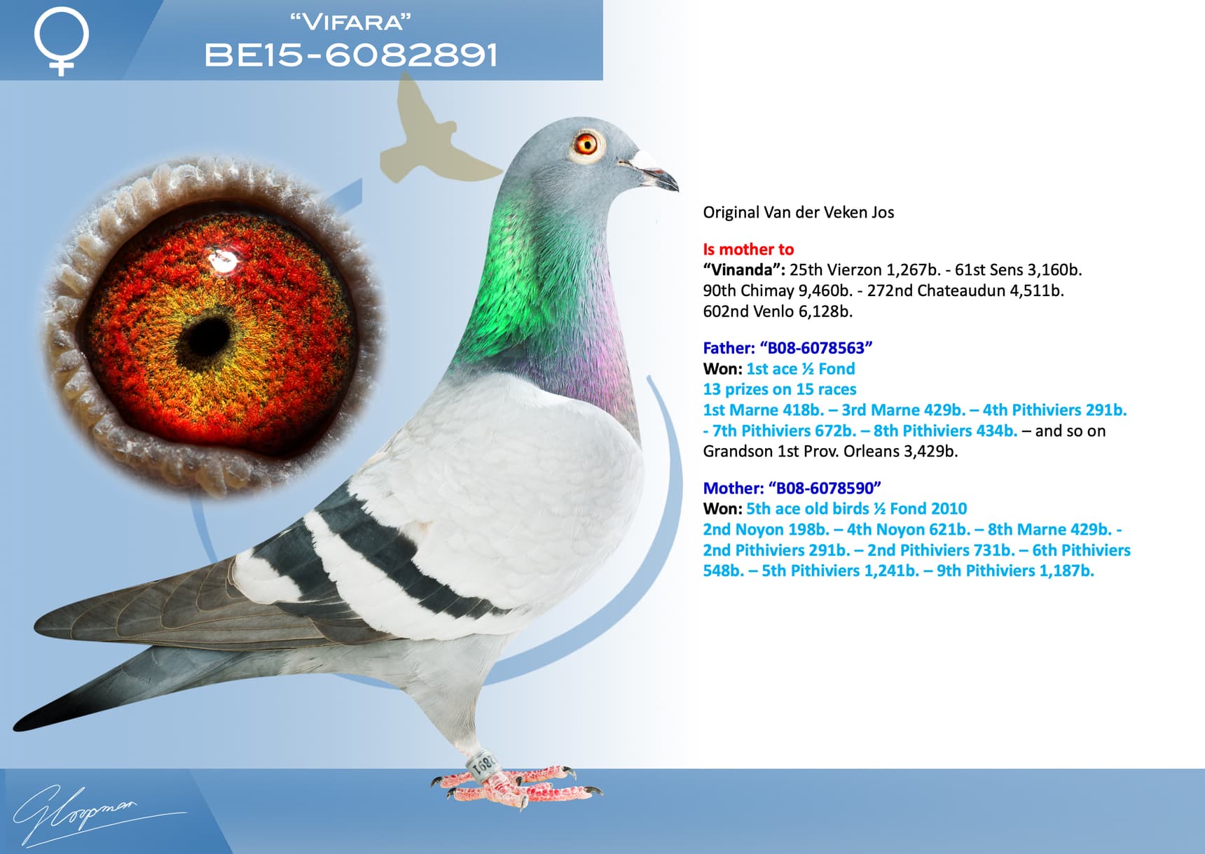 pigeon: undefined