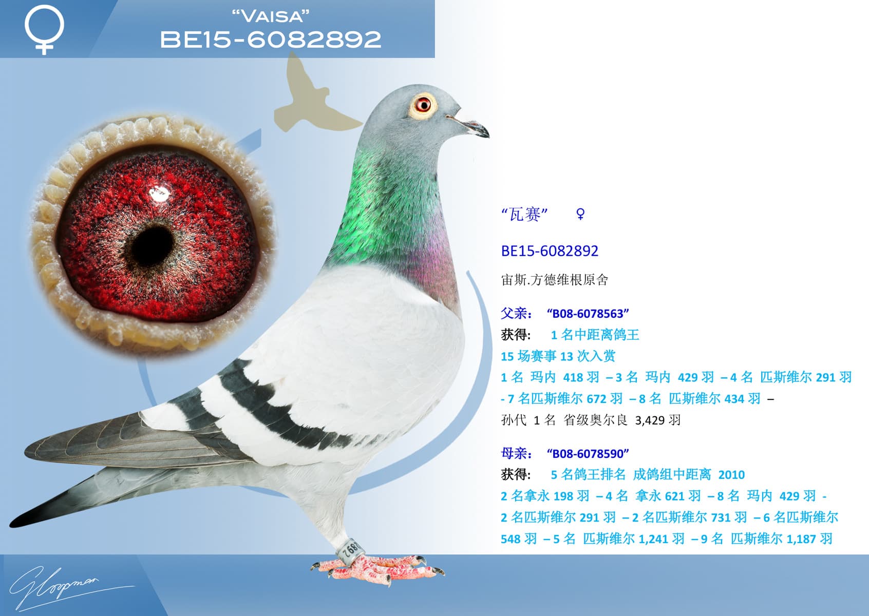 pigeon: undefined