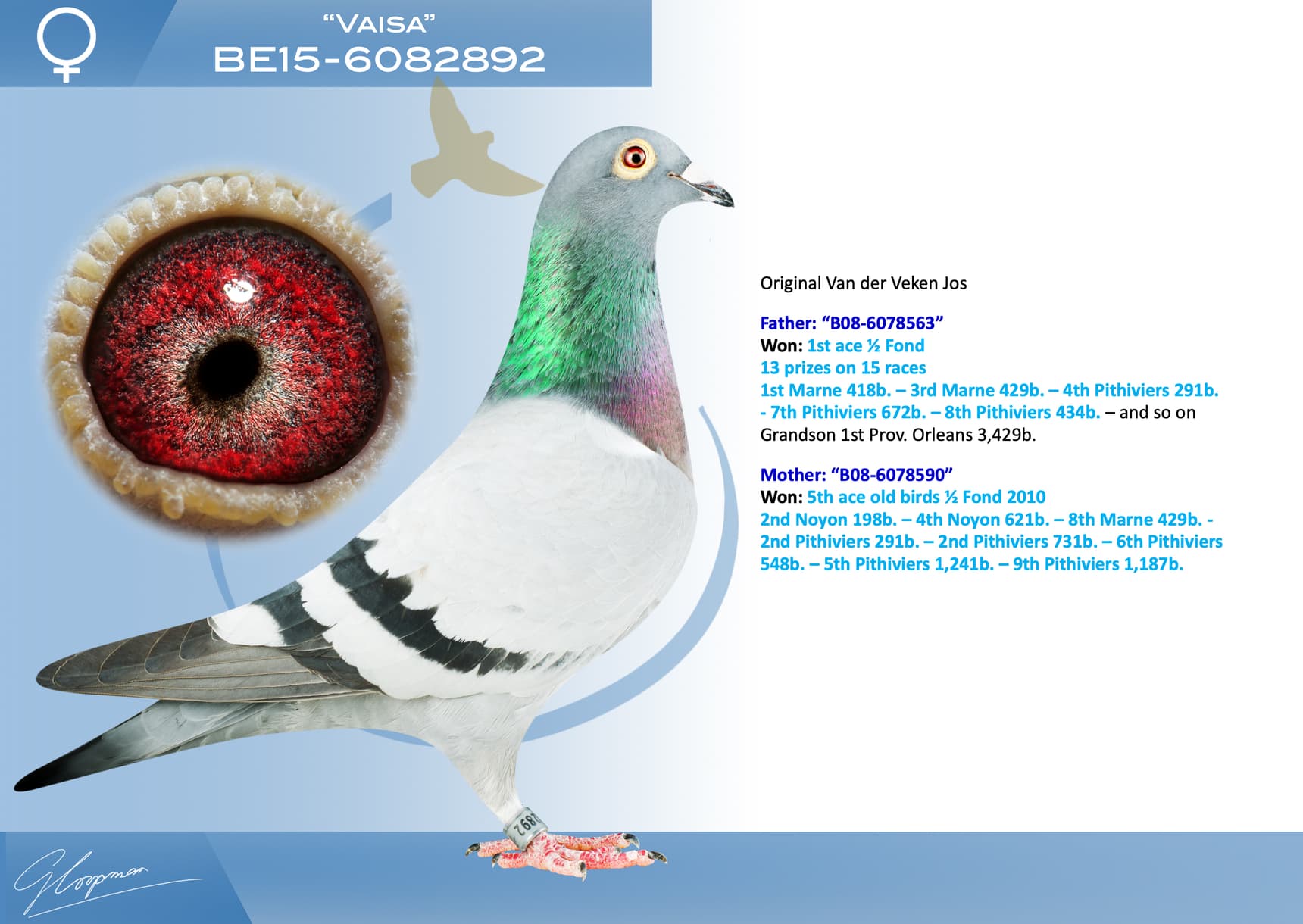 pigeon: undefined