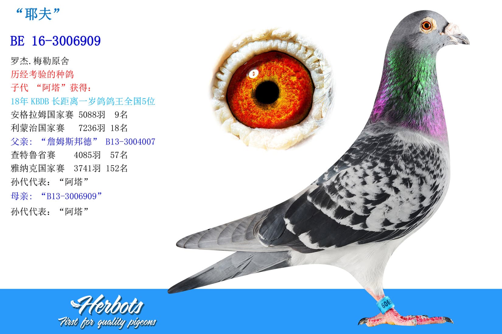 pigeon: undefined