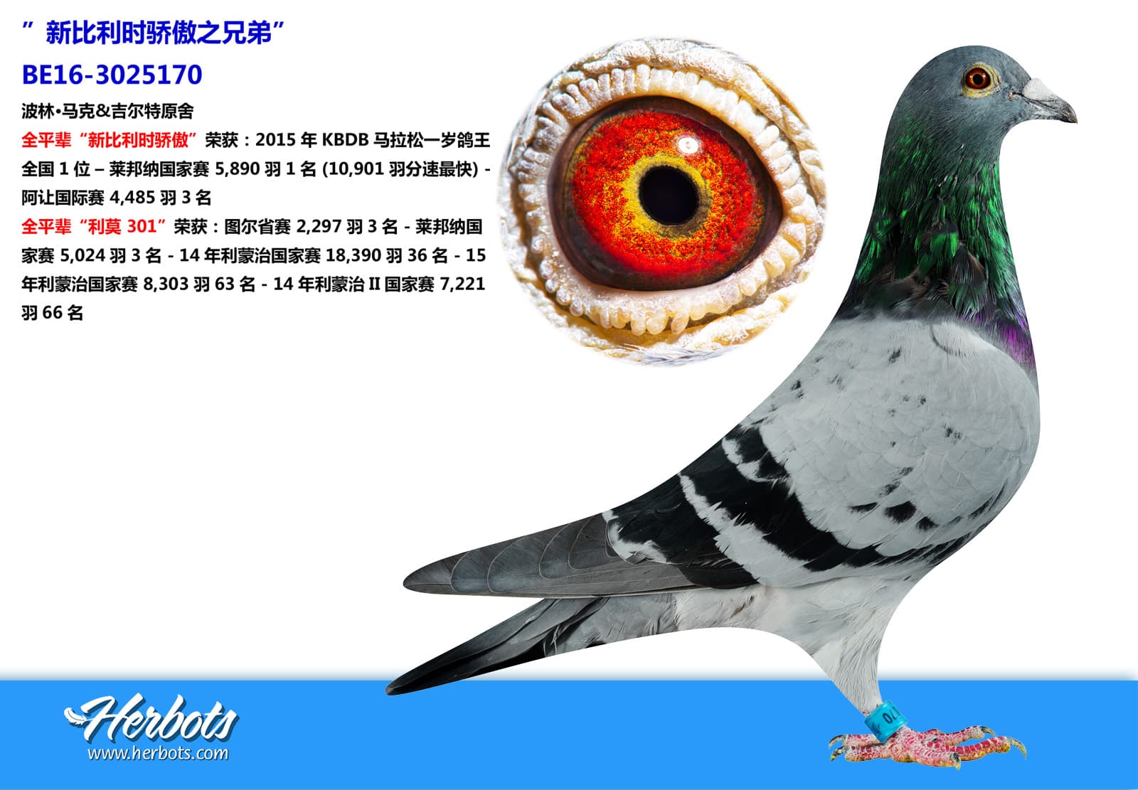 pigeon: undefined