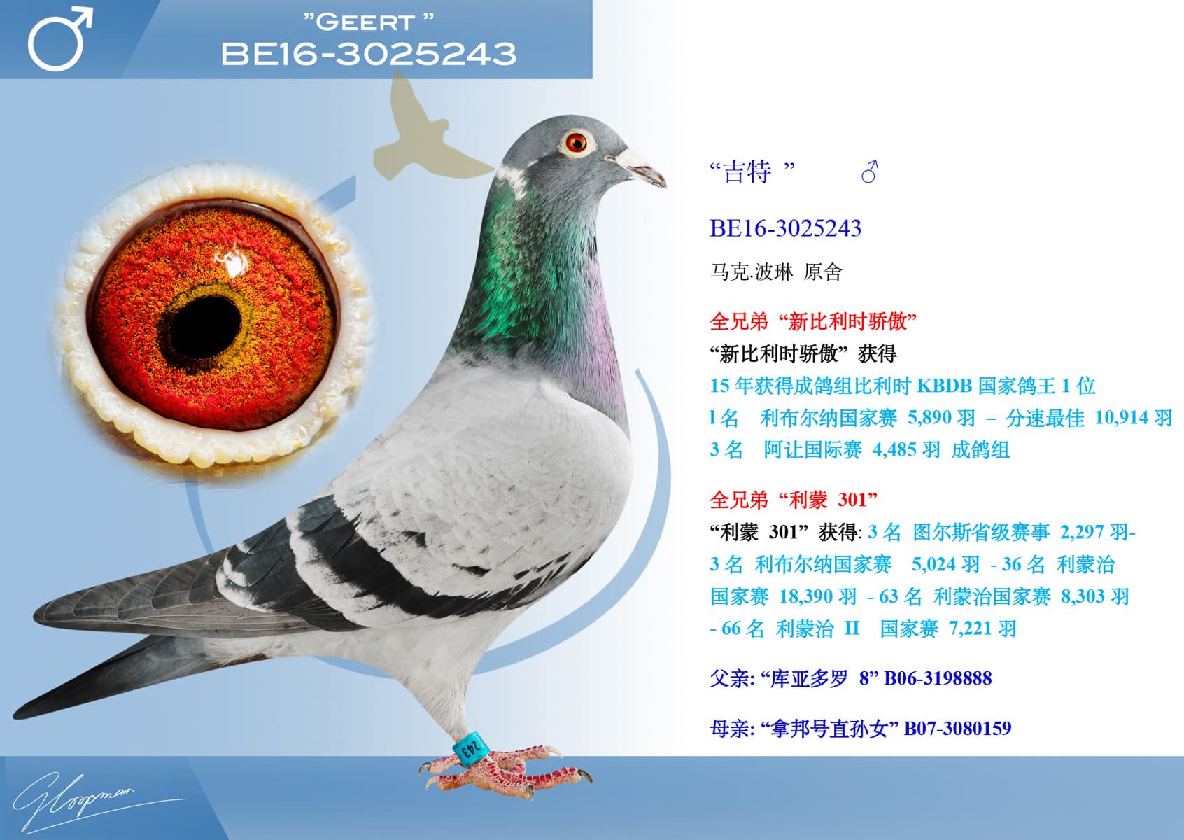 pigeon: “吉特 ”