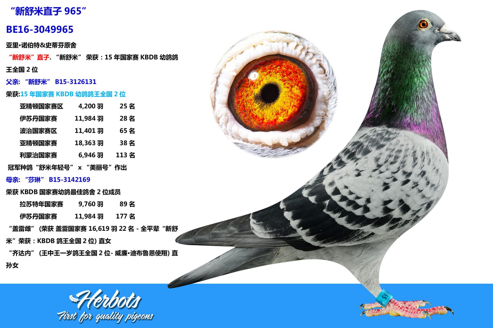 pigeon: undefined