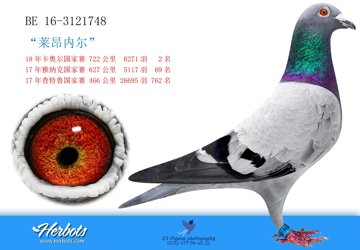 pigeon: “莱昂内尔”