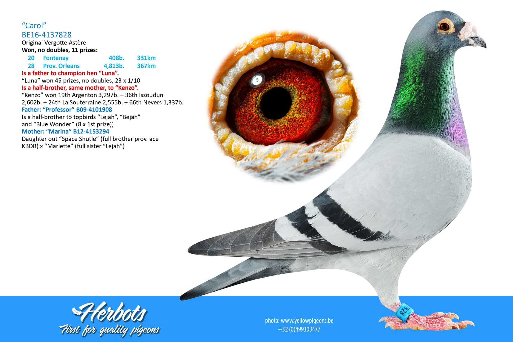 pigeon: undefined