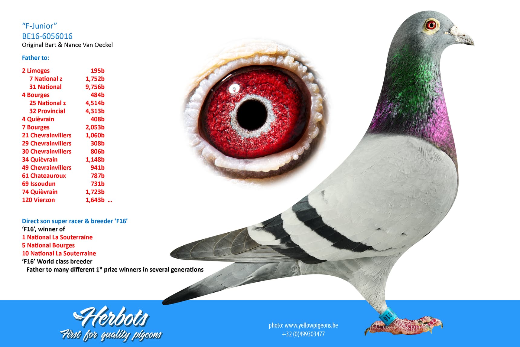pigeon: undefined