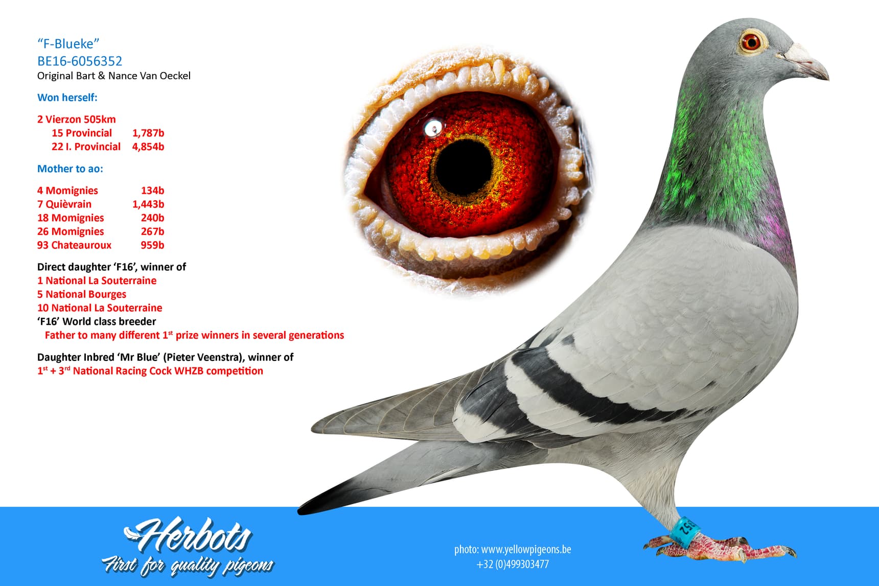 pigeon: undefined