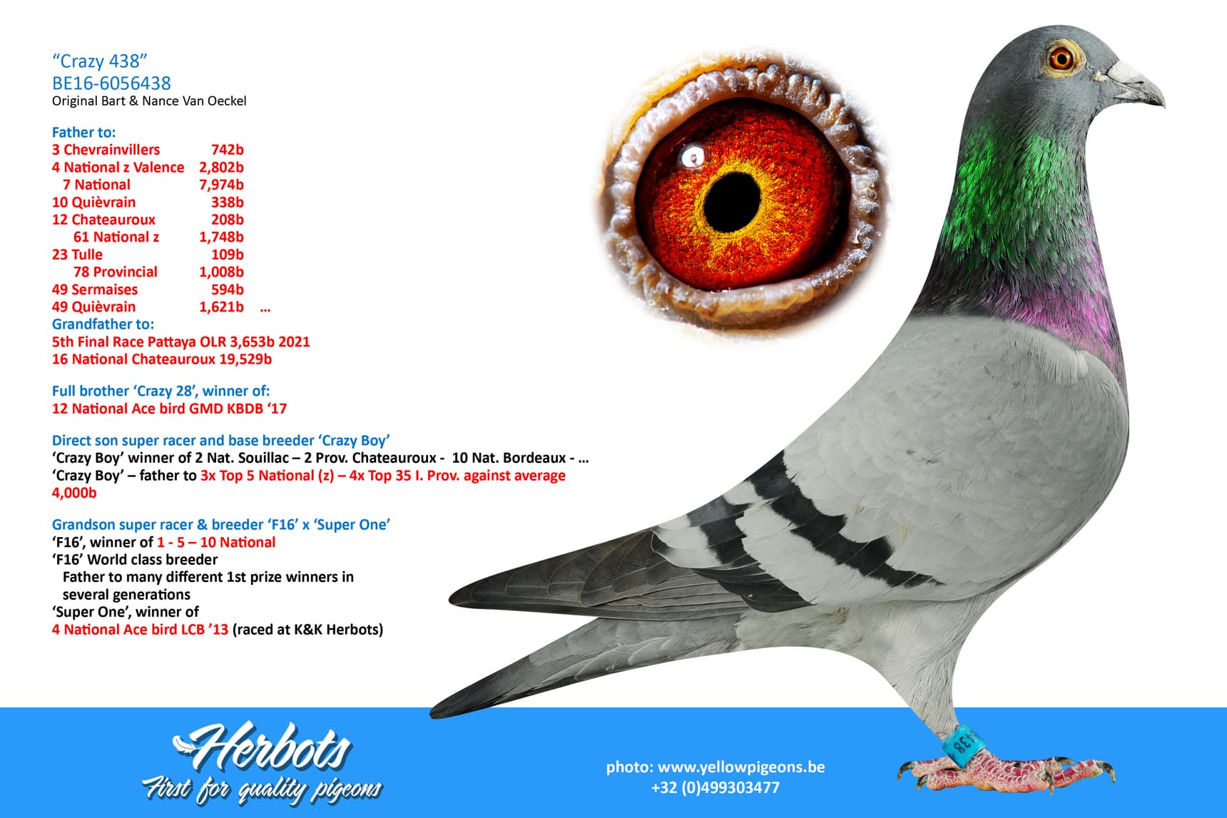 pigeon: undefined