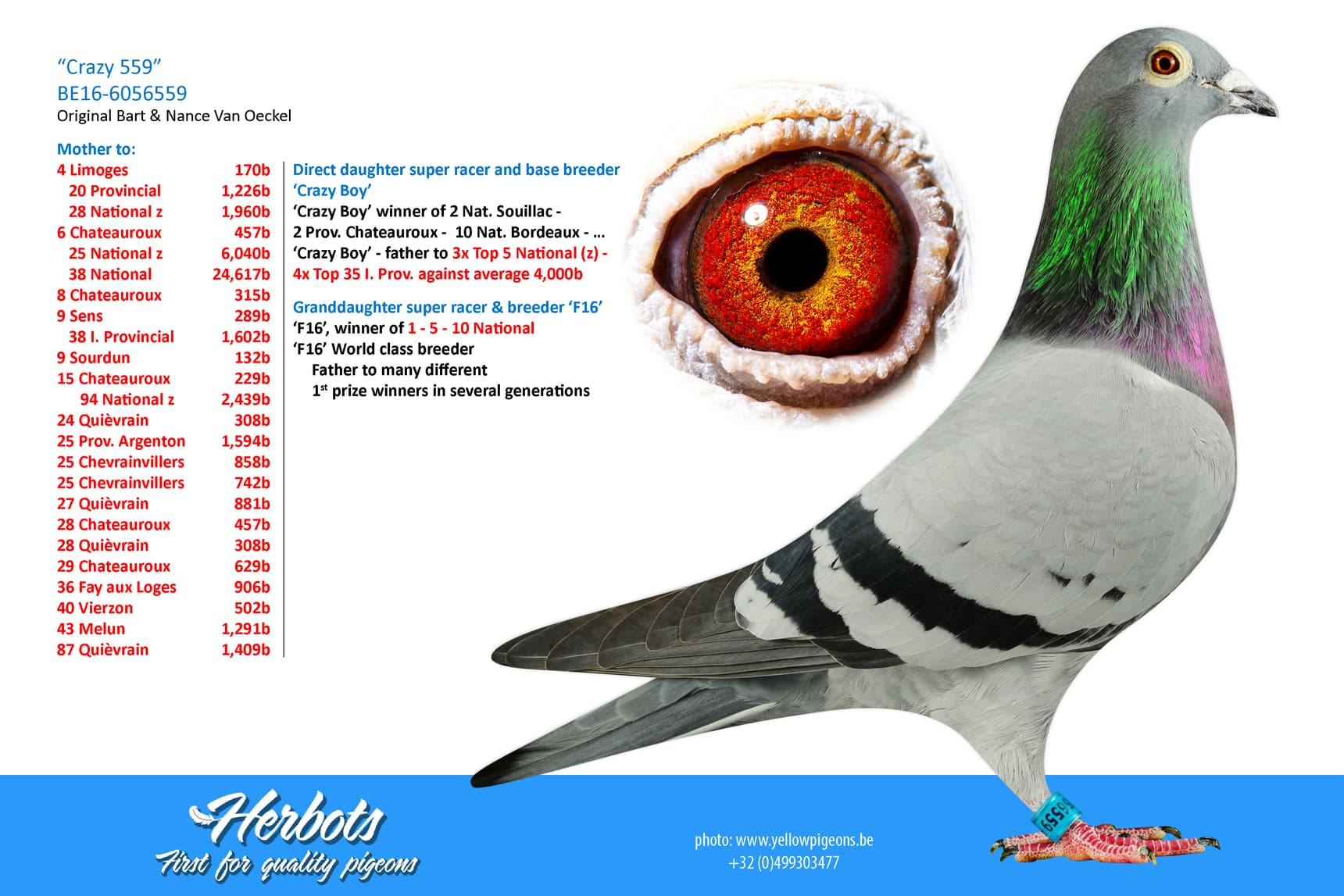 pigeon: undefined