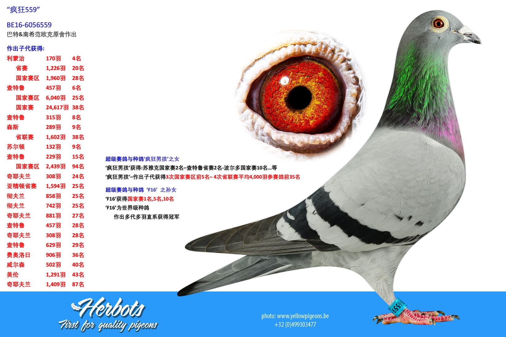 pigeon: undefined