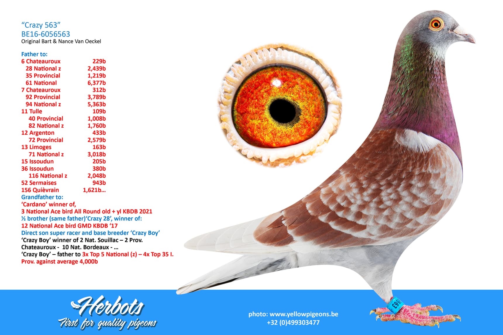 pigeon: undefined