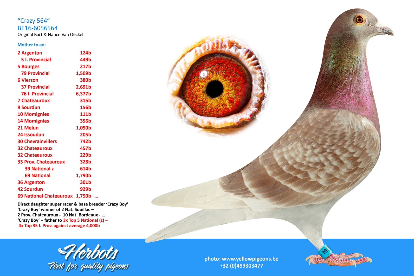 pigeon: undefined