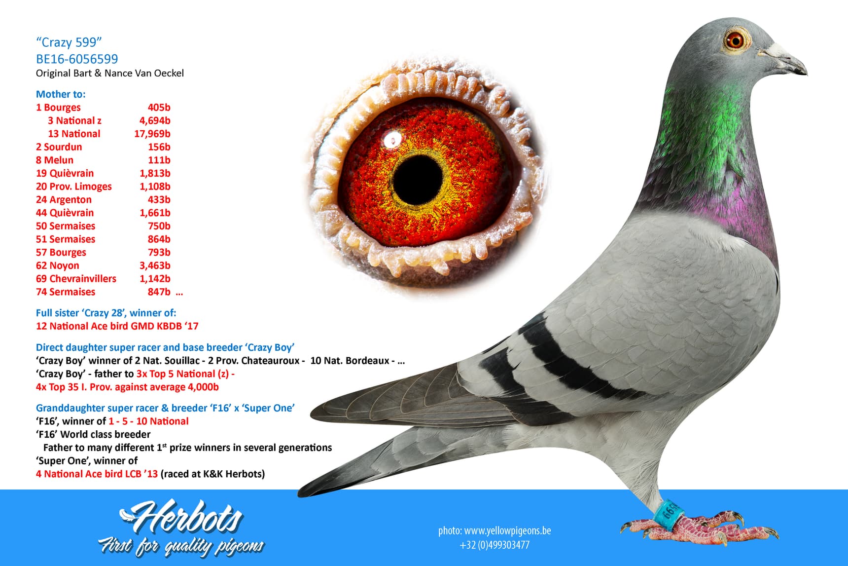 pigeon: undefined