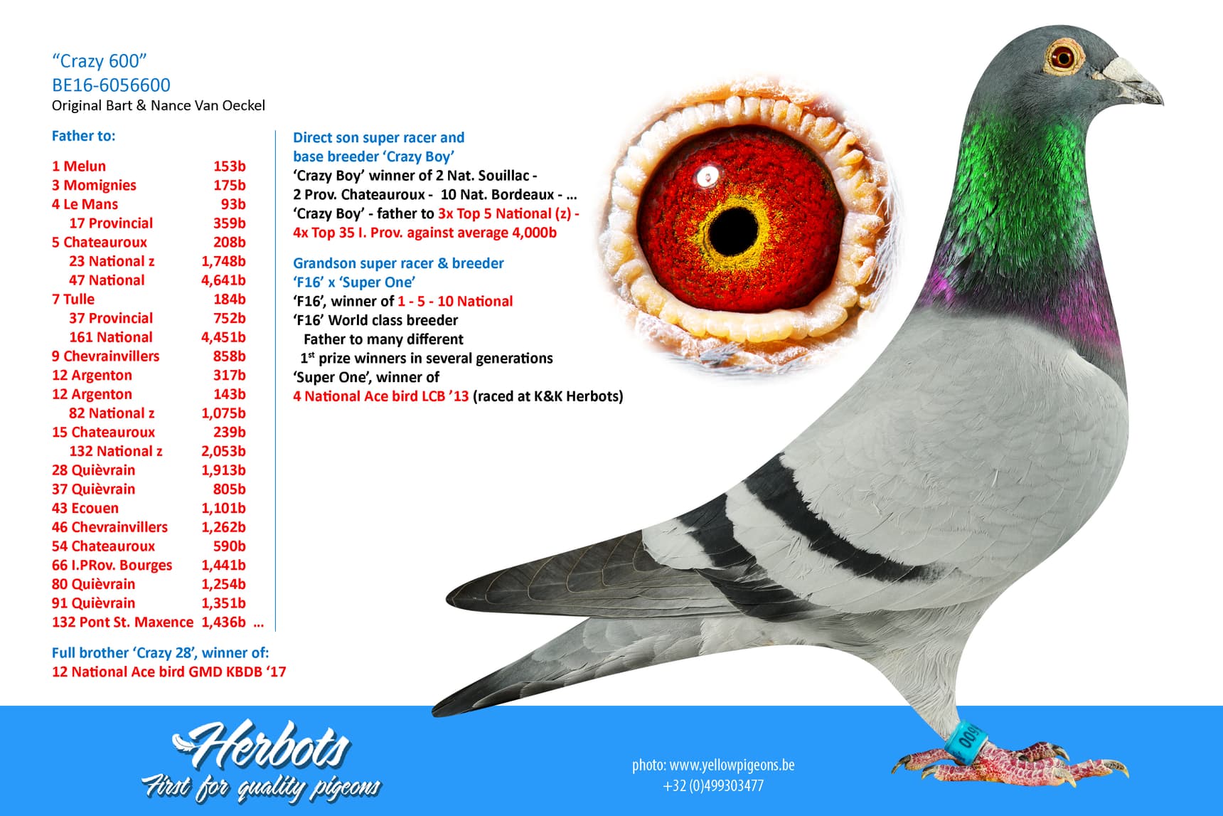 pigeon: undefined