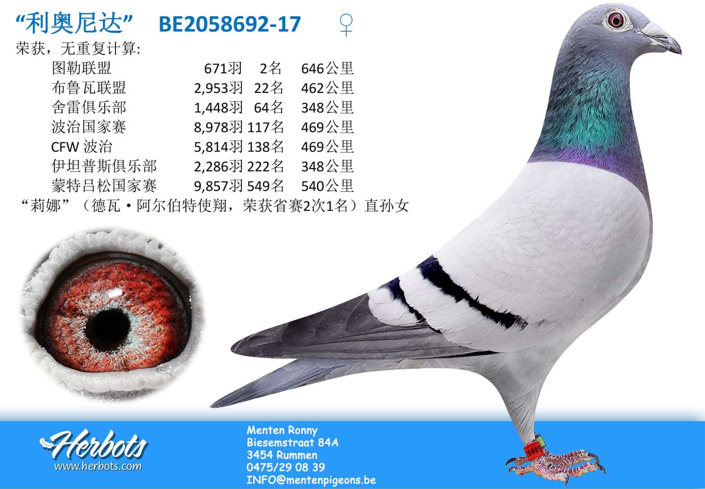 pigeon: undefined