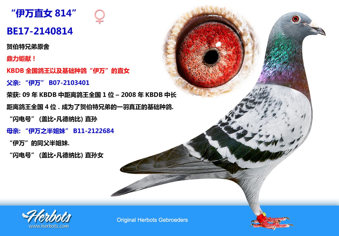 pigeon: undefined