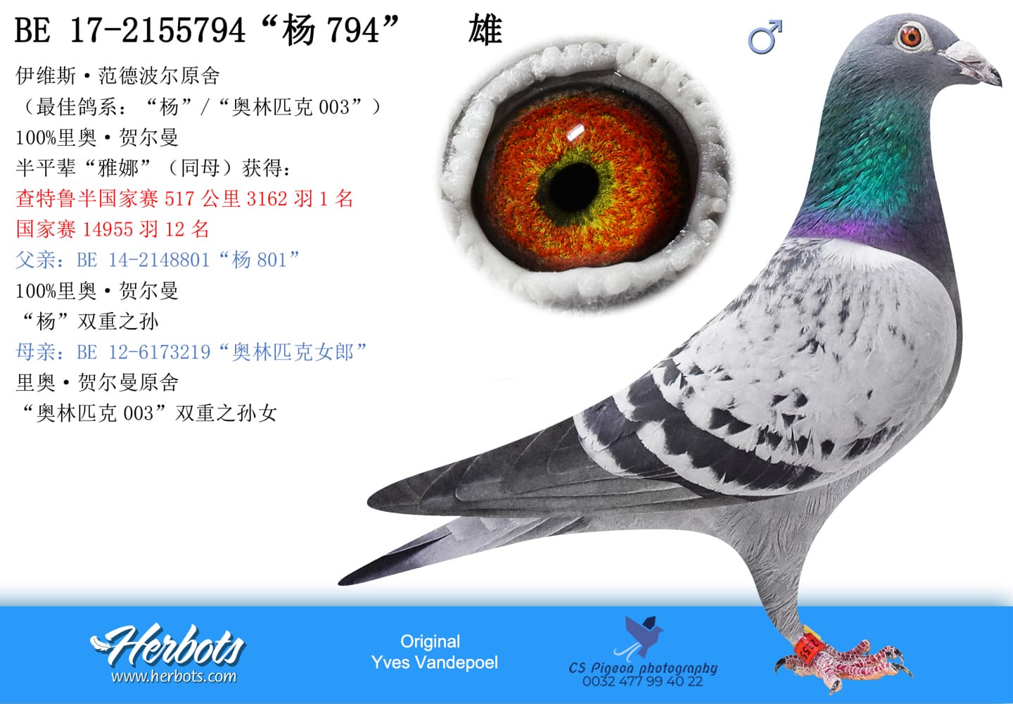 pigeon: “杨794”
