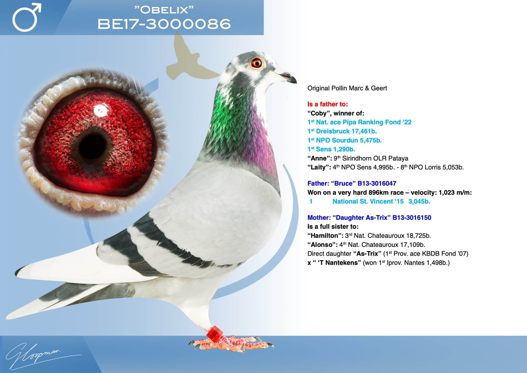 pigeon: undefined