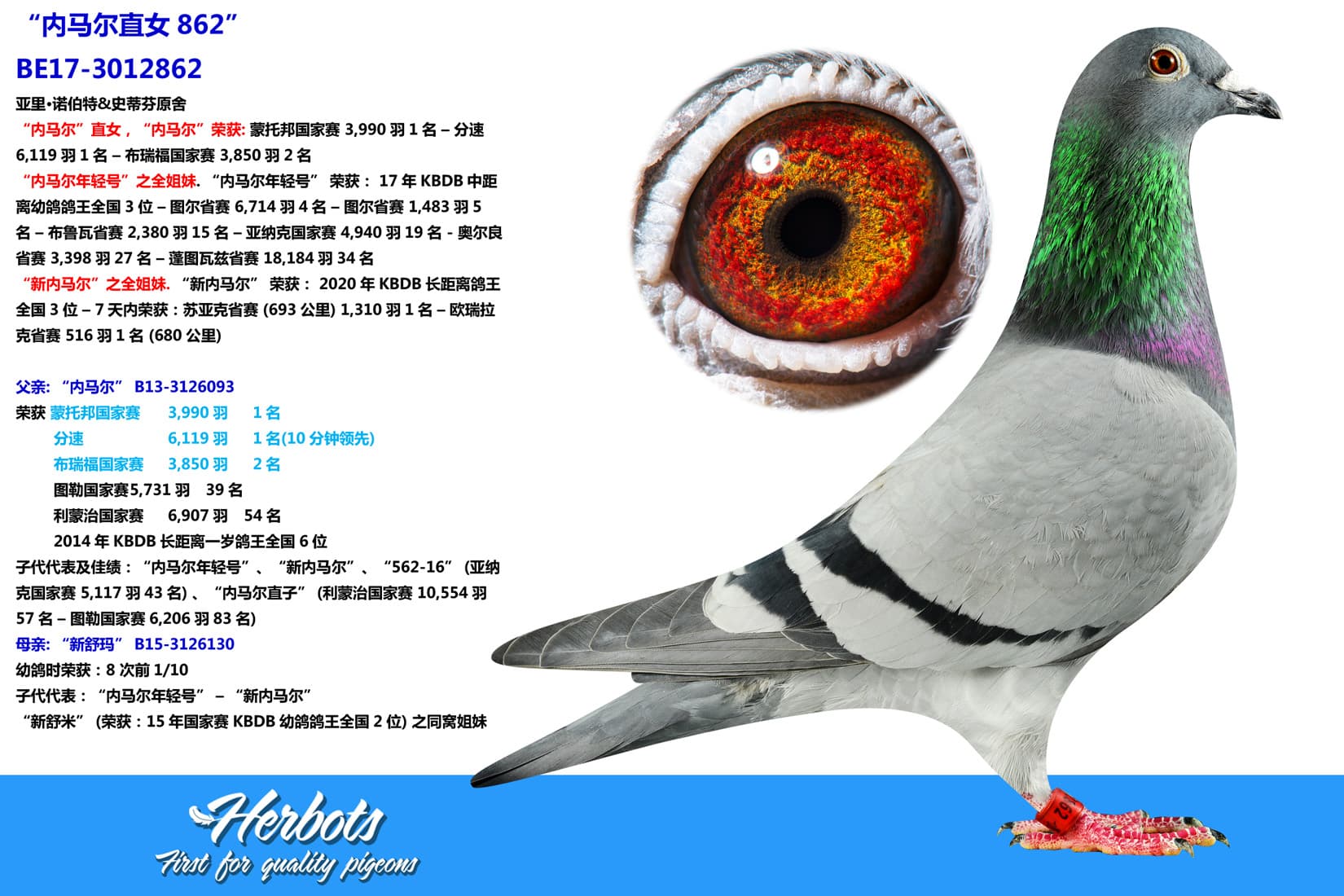 pigeon: undefined