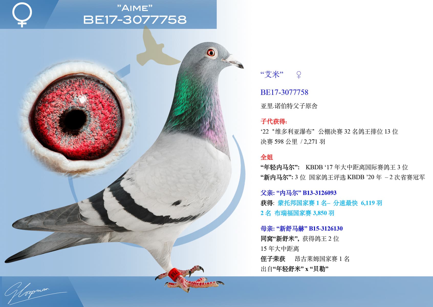 pigeon: “艾米”