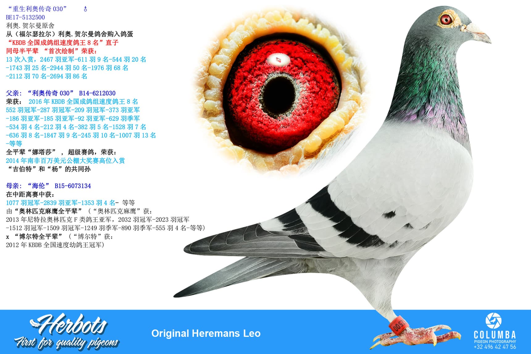 pigeon: undefined