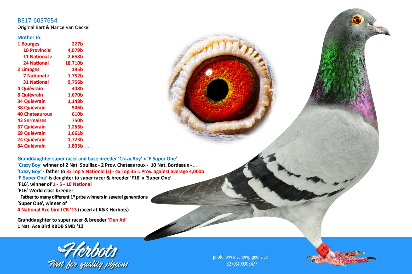 pigeon: undefined