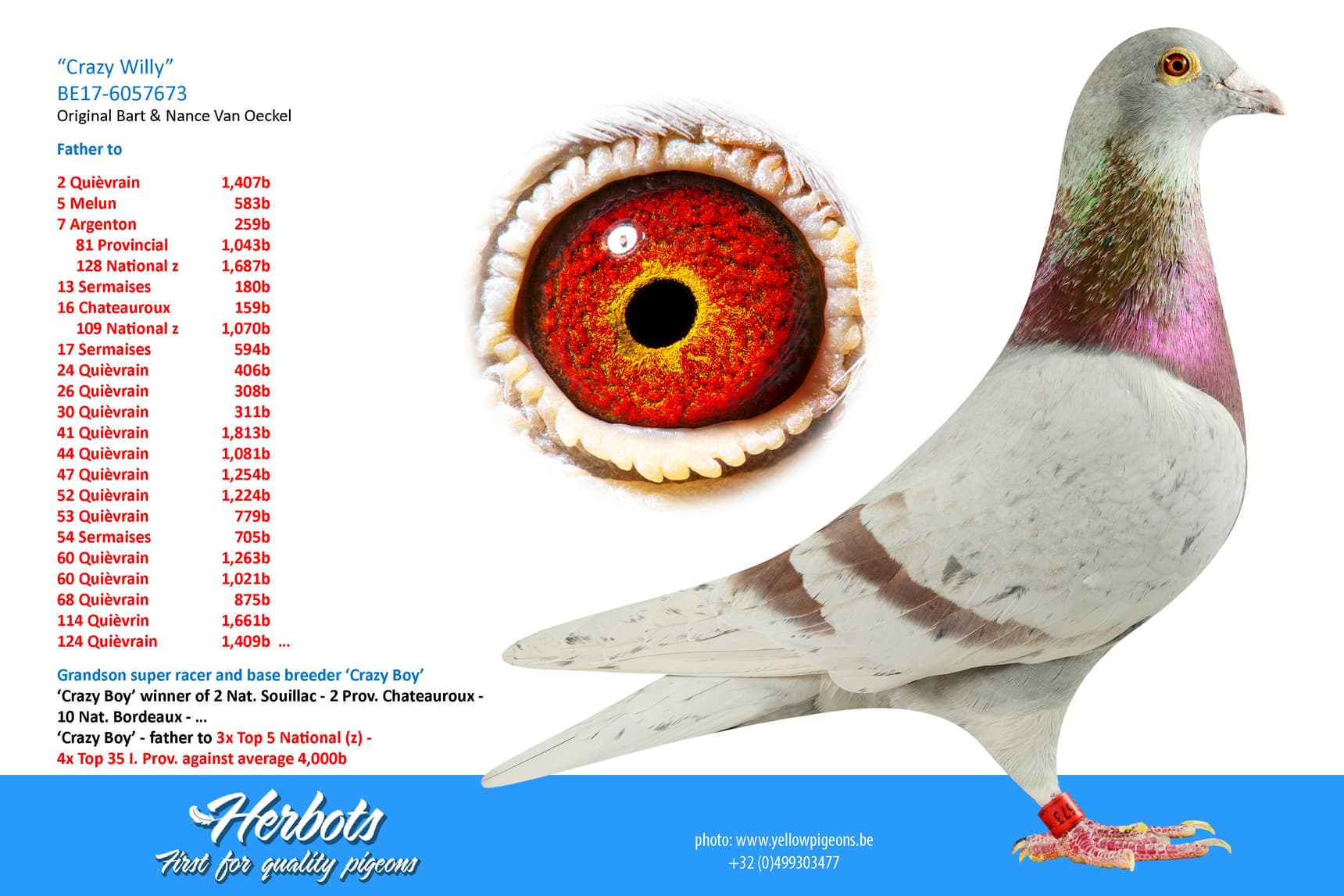 pigeon: undefined