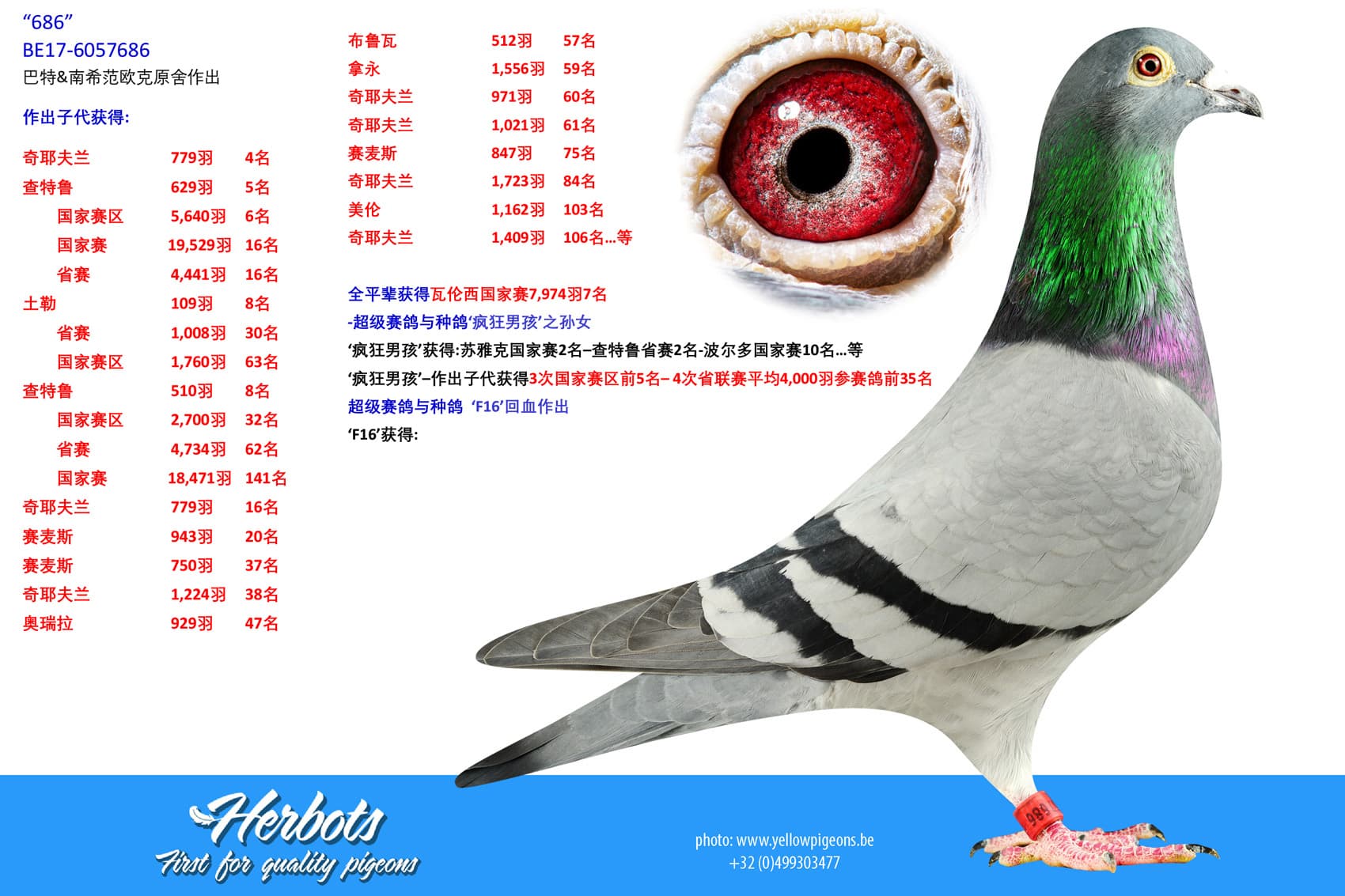 pigeon: undefined