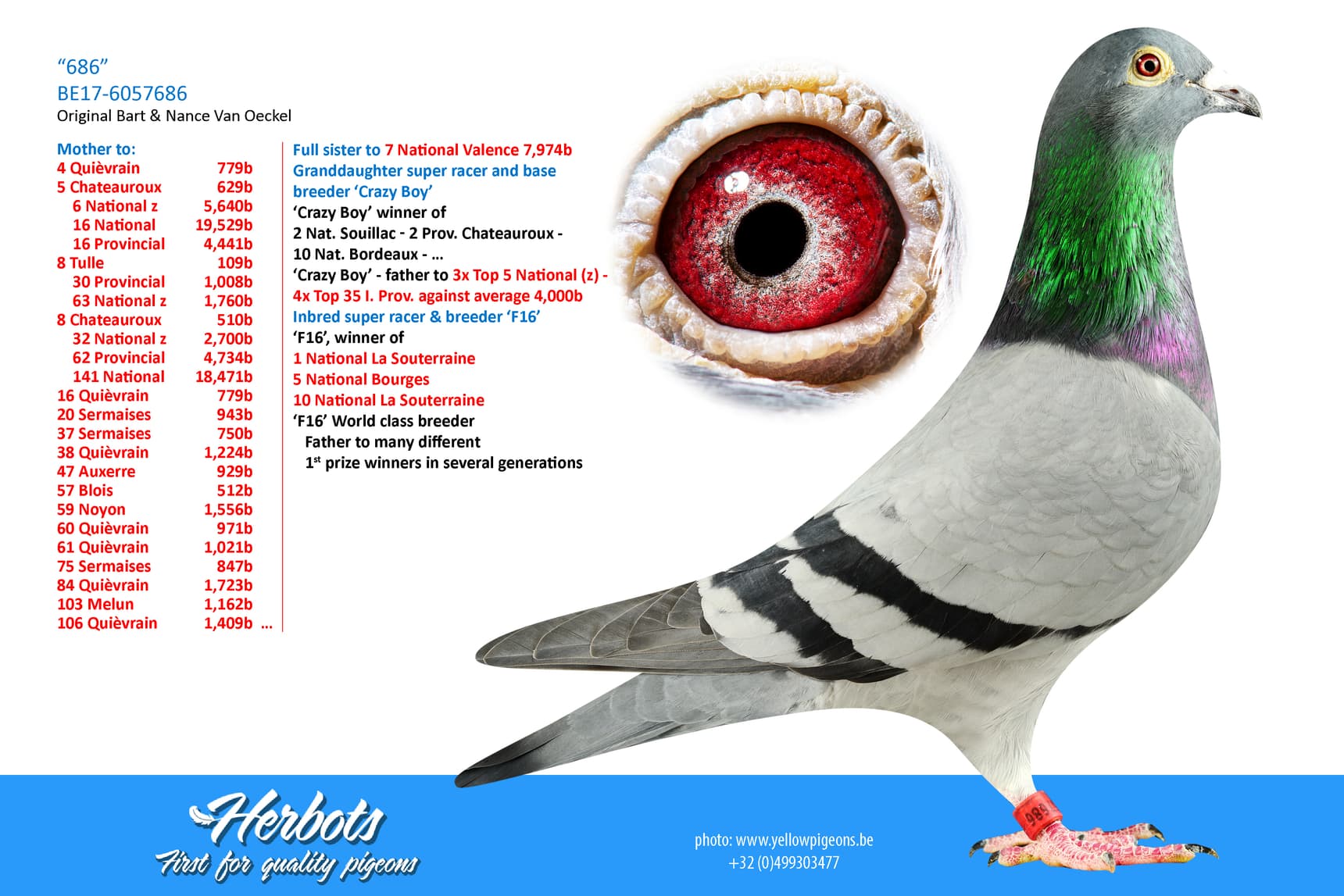 pigeon: undefined
