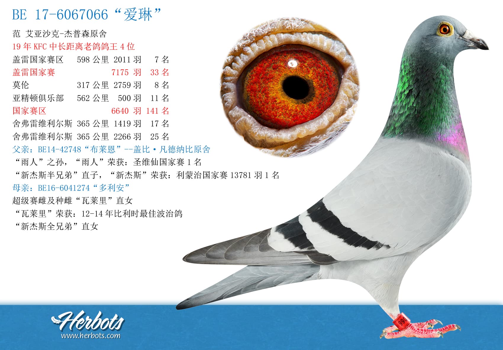 pigeon: “爱琳”
