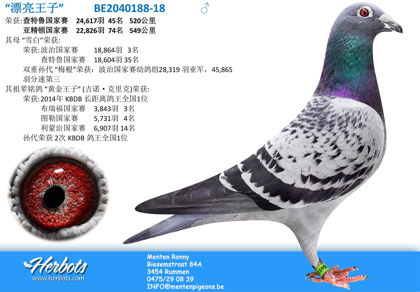 pigeon: undefined