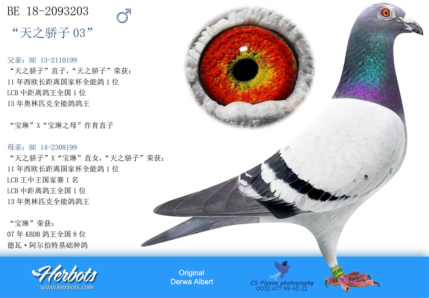pigeon: “天之骄子03”