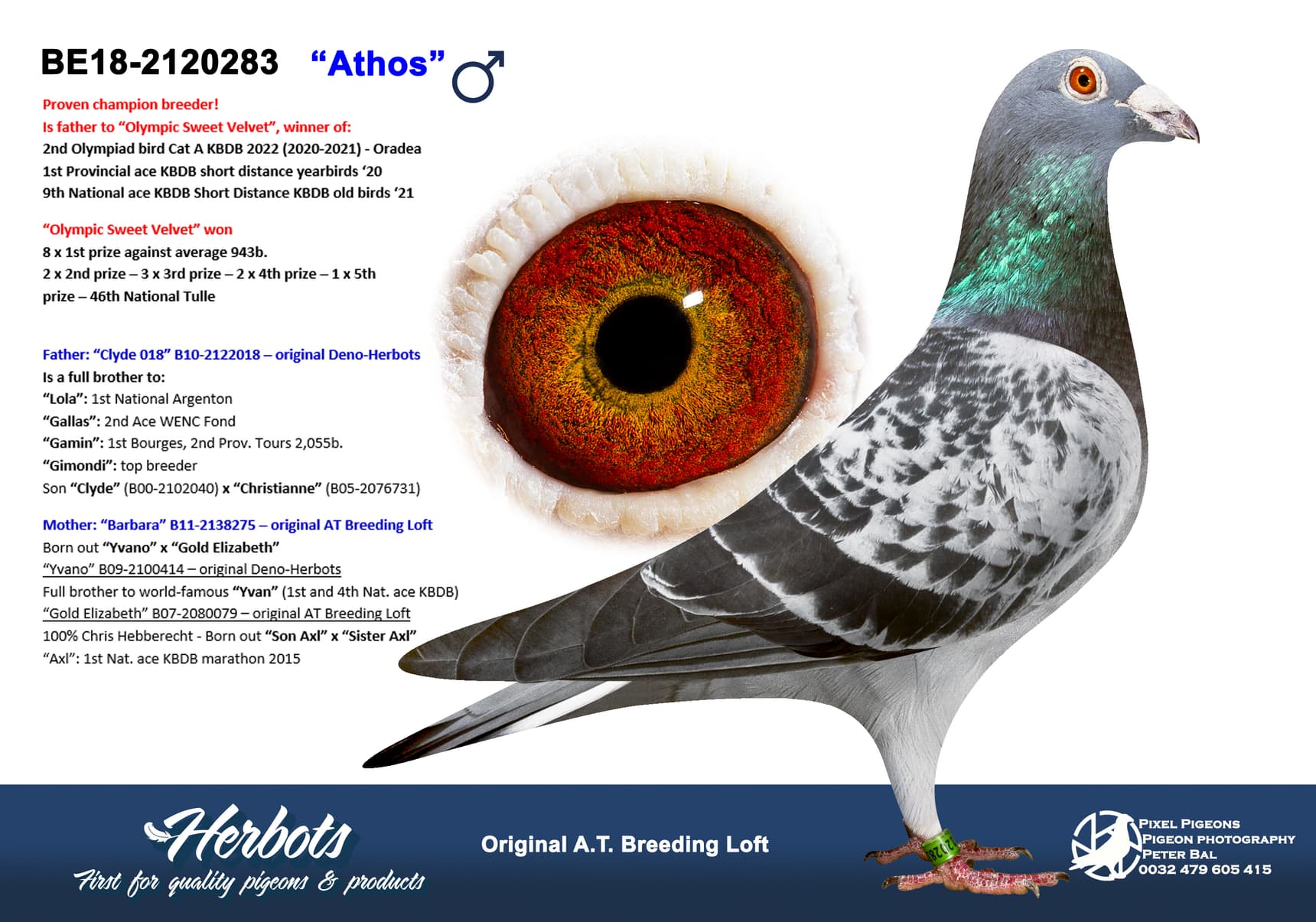 pigeon: undefined