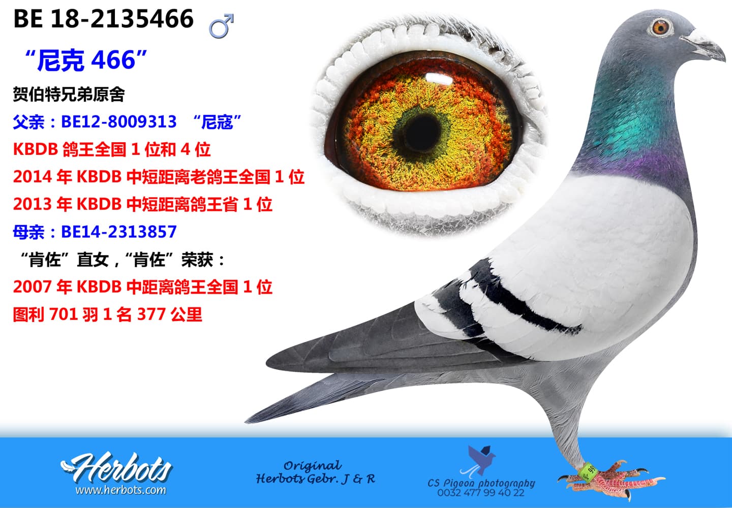 pigeon: “尼克466”