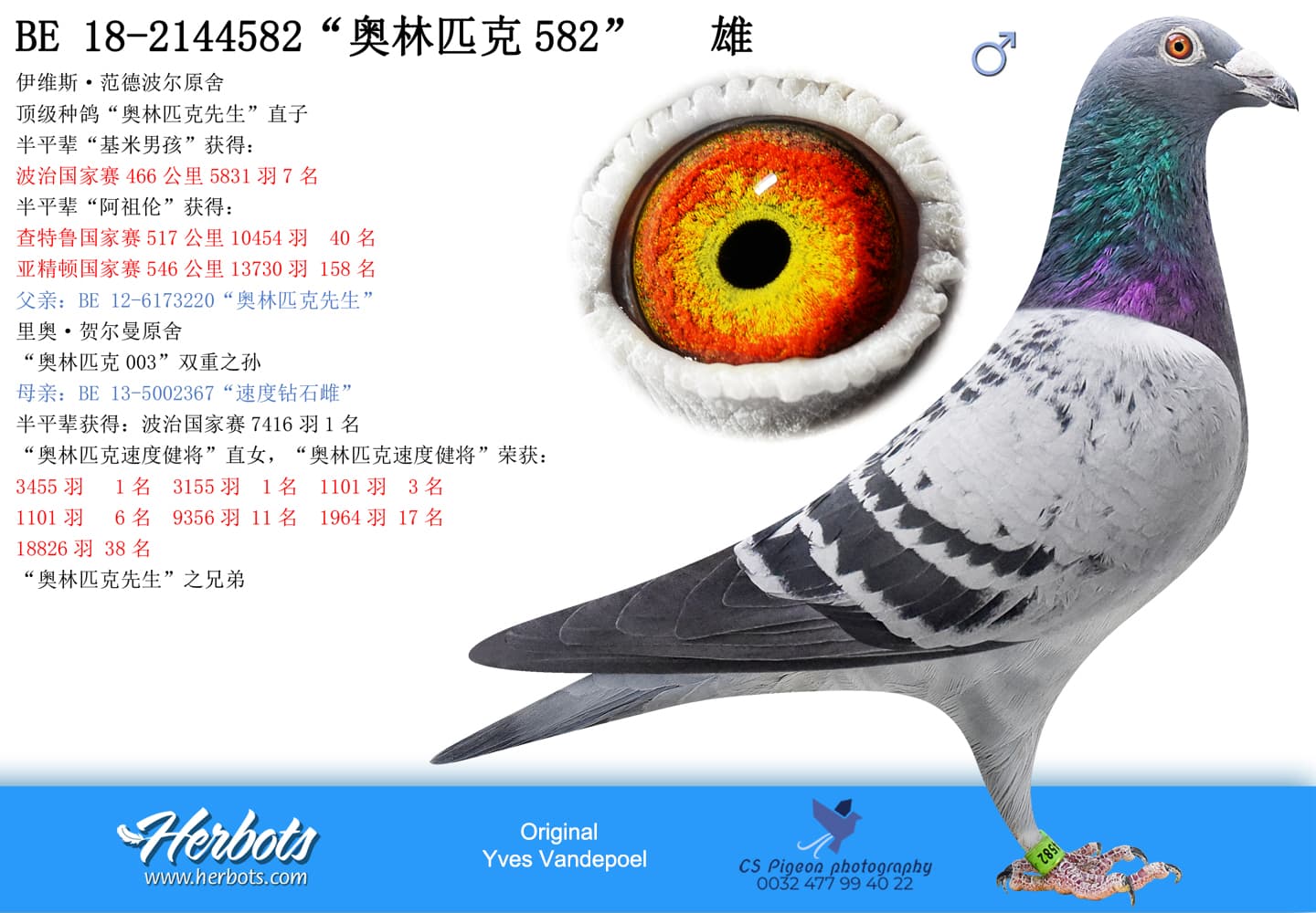 pigeon: “奥林匹克582”