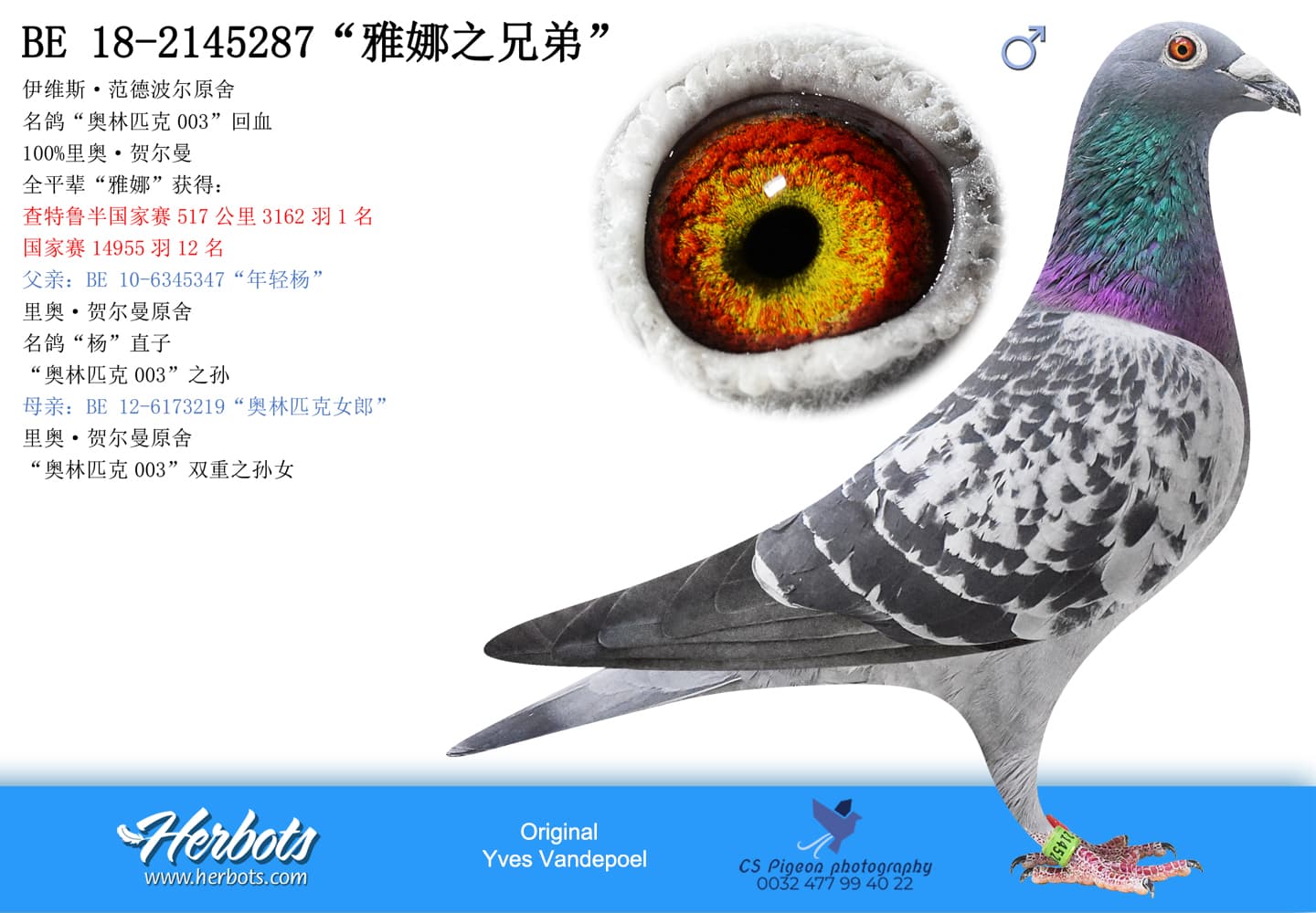 pigeon: “雅娜之兄弟”