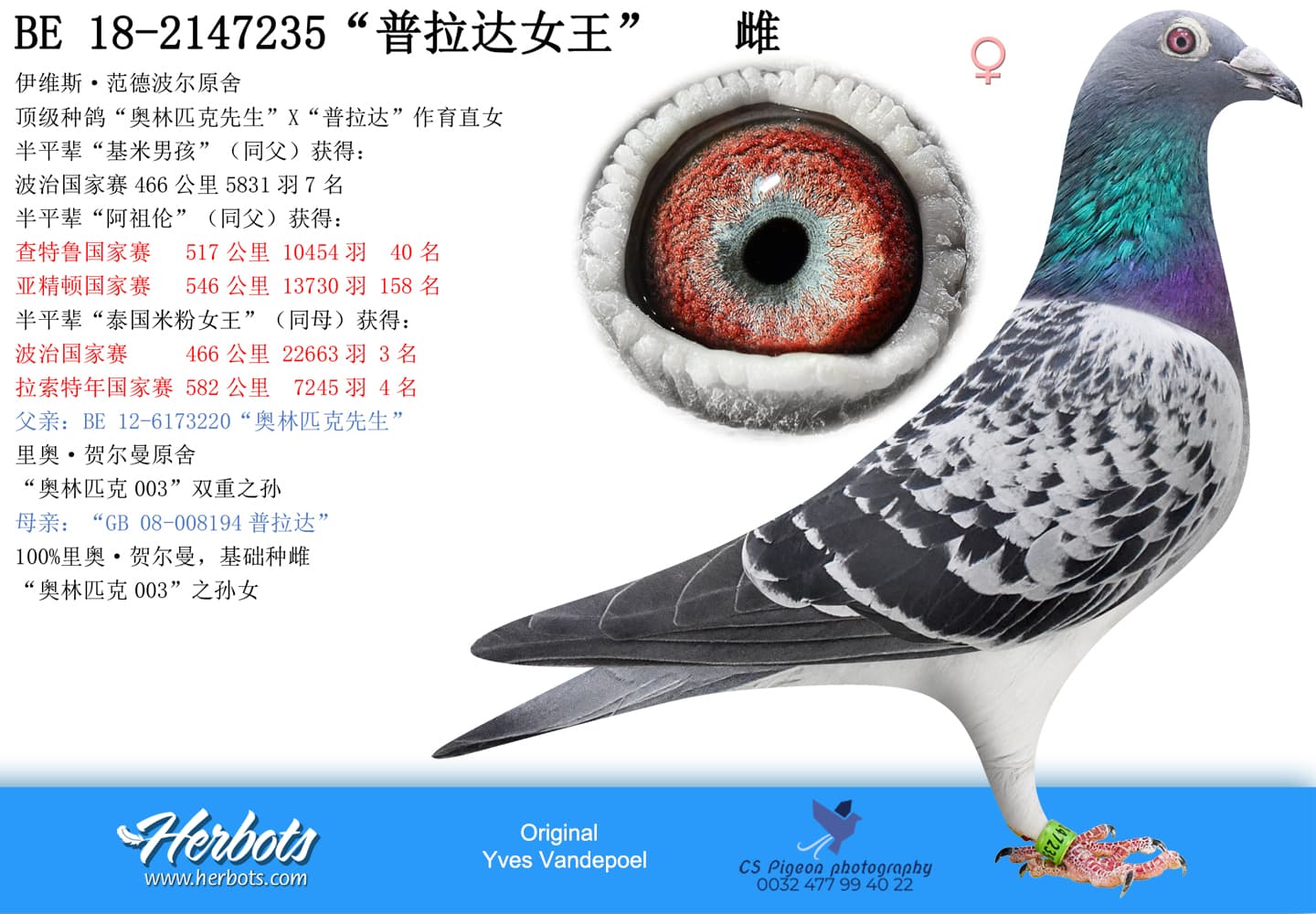 pigeon: “普拉达女王”